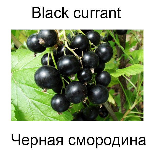 Грибы